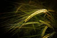 barley-head_murtolan-hamppufarmi.jpg