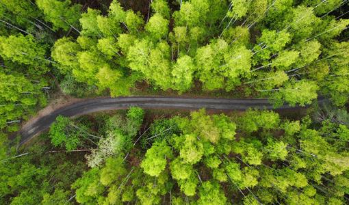 Metsätalouden murros haastaa Suomen – metsänkäyttöä on monipuolistettava