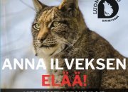 Luontoliitto osoittaa perjantaina mieltä ilveksen puolesta Suomen riistakeskuksella – kannanhoidollinen metsästys ei hyödytä luontoa